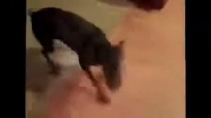 Доберман собирается на дачу