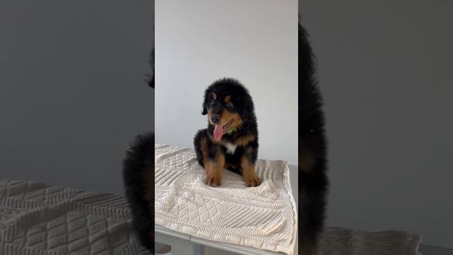 Продается щенок (кобель) хотошо от питомника Рус Кайлас, Санкт-Петербург, Сестрорецк смотреть онлайн