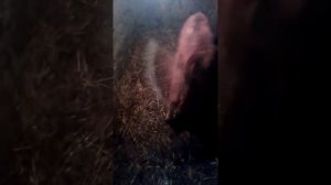 Как выпоить теленка без молока