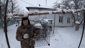 Как защитить кормушку от голубей