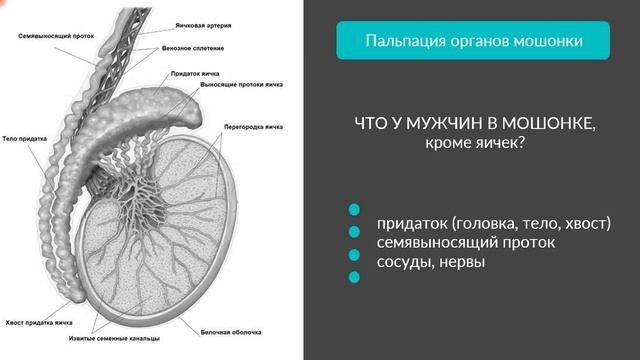 Острые инфекции мочеполовой системы у мужчин. Лекция уролога Анны Филимоновой