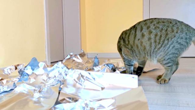 Do Cats Walks On Foil? An Experiment | Ходят ли Коты по Фольге смотреть онлайн