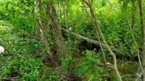 Китеж Град, озеро Светлояр.