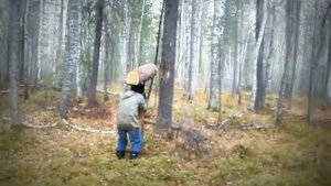 КАК МЫ ДОБЫВАЕМ КЕДРОВЫЙ ОРЕХ