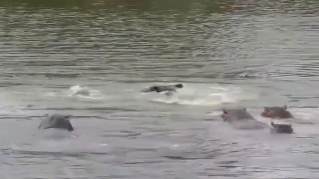 Опасная Земля# #CМЕРТЕЛЬНЫЕ НАПАДЕНИЯ КРОКОДИЛОВ # смотреть онлайн