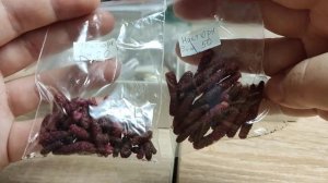 Разбираю урожайность каждого сорта Ахименесов и Смитикадонии.