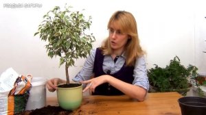 Фикус Кинки. Посадка и уход.