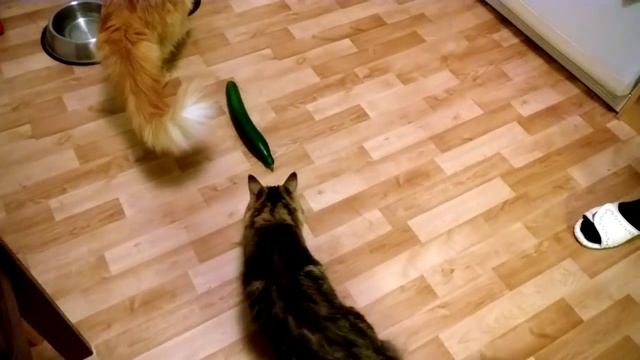 Cats vs. cucumber (Finland) смотреть онлайн
