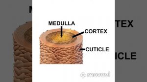 Строение волоса