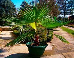 Вашингтония нитчатая - руководство по выращиванию