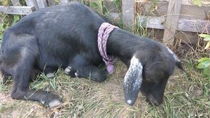 орловская  порода коз