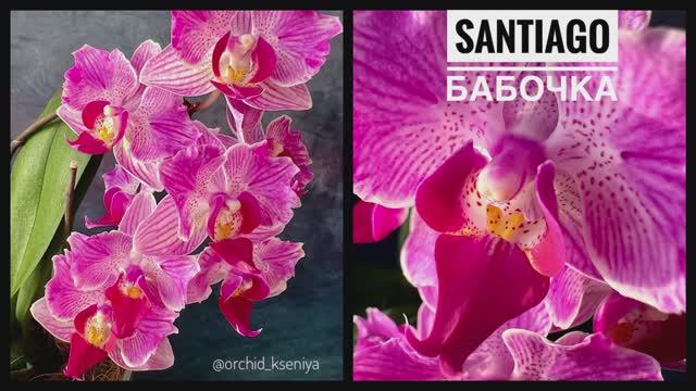 Phal. Santiago peloric 🌺 Домашнее цветение голландской мультифлоры орхидеи бабочки Сантьяго | Обзор