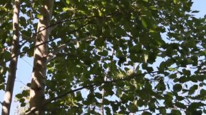 Футаж природа