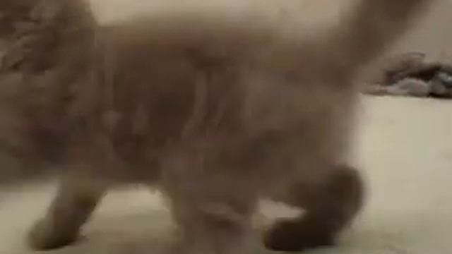 котенокСКОТИШ СТРАЙТ шотландской вислоушки