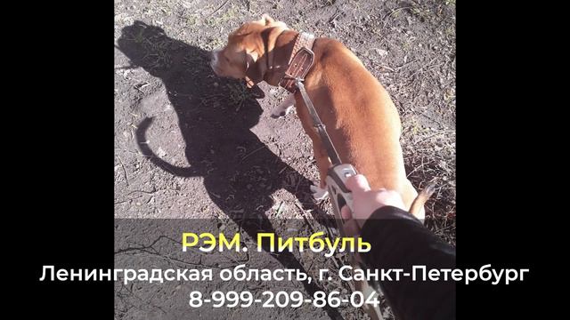 Пропала собака ! РЭМ , Ленинградская область , г. Санкт-Петербург смотреть онлайн