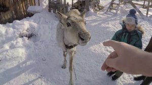 Прохор кормит оленей Child feeding deer