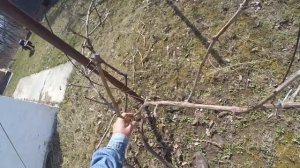 @Обрезка старого винограда. Запущенный виноград. 2 год