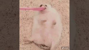 Ёжик с туманом!