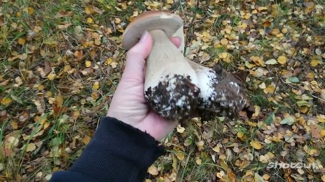 07.10.22 #белыегрибы и #опята в Истринской районе