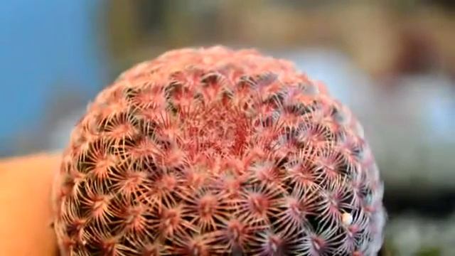 Cacti Haul July 2016 смотреть онлайн