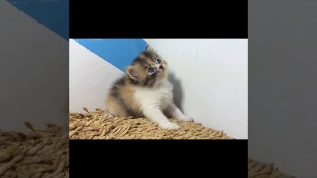 Веселые котики экзотики: подборка видео приколов со смешными кошками