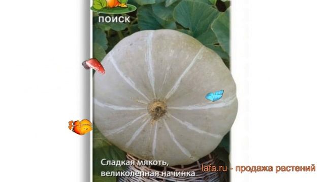 Тыква крупноплодная Заславия (zaslaviya) ? тыква Заславия обзор: как сажать семена тыквы Заславия смотреть онлайн