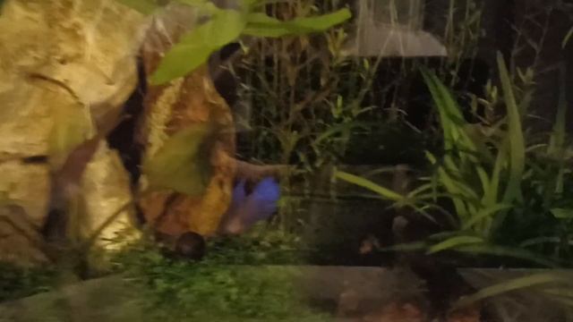 рыбка петушок!разводить и продавать.хобби смотреть онлайн