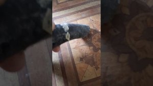 строительный пылесос Hammer pil50a