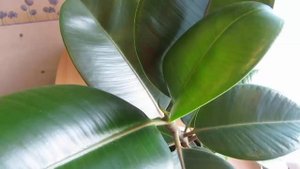 Самые ПОЛЕЗНЫЕ комнатные растения для вашего дома!