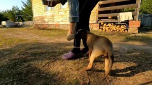 малинуа 2 месяца первое занятие/ malinois puppy
