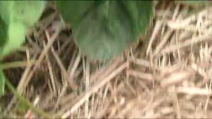 Земляника садовая (клубника) Азия 2018 г // Секреты хороших урожаев.