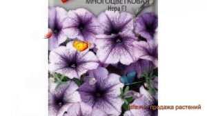 Петуния многоцветковая Нора F1 (nora f1) 🌿 петуния Нора F1 обзор: как сажать семена петунии Нора F1