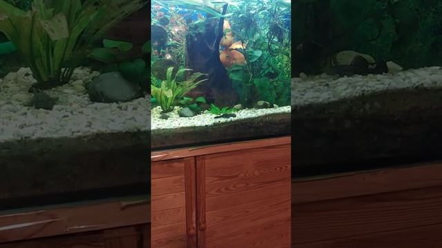 перепёлки скорлупа перепелиных яиц смотреть онлайн