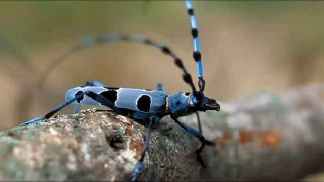 Усач небесный - Красная книга, фото и описание Интересные факты