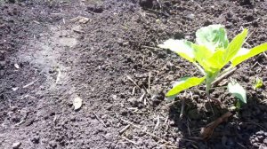 капуста Валентина