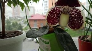 23. Пафеопедилум Леукохилум (Paphiopedilum leucochilum)//Цветение и уход.