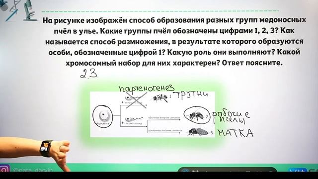 Виды размножения.