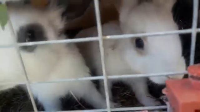 Кролики, новое у меня на даче. Как и что учусь смотреть онлайн