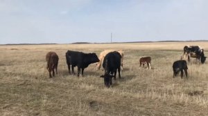 Племенные БЫКИ !!! Коровы на выпасе!