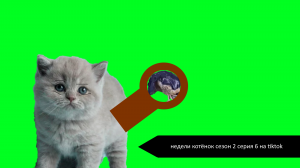 Недели котёнок сезон 2 серия 6 на tiktok
