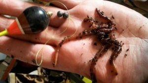 Бизнес на разведении червей. Разведение на даче или в  частном доме