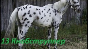 Топ 25 самых красивых лошадей мира