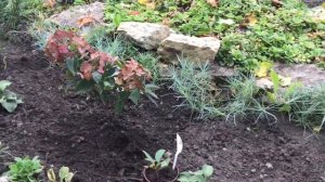 РОСКОШНАЯ ГОРТЕНЗИЯ МАЛЫШКА ПОЛИСТАР (Полстар)