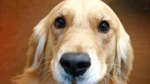 Про храбрых девочку и мальчика, спасших собачек