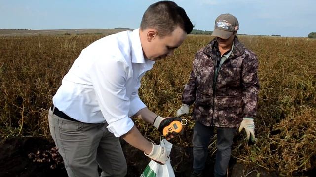 Двойной урожай картофеля - это реальность для отечественной селекции смотреть онлайн