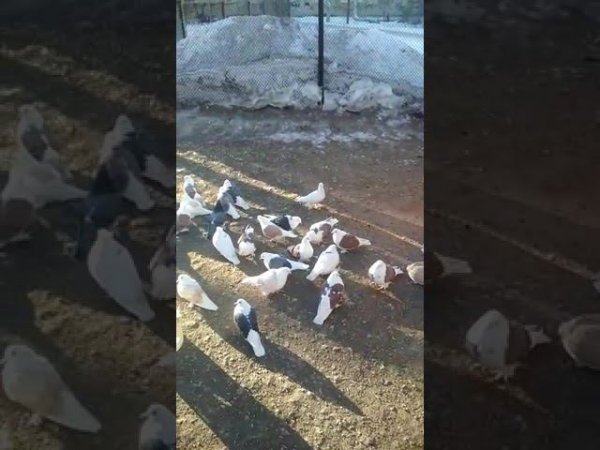 Голуби Саши Ведрашко Продам 89080900508