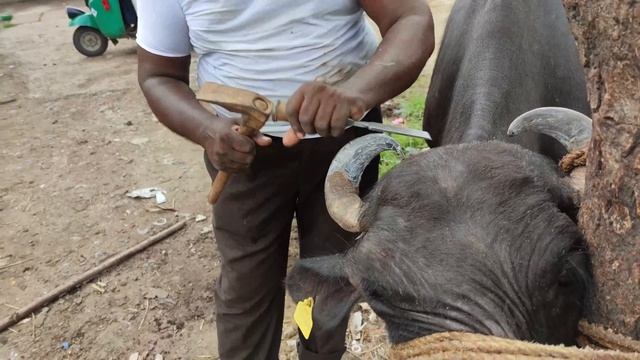 Buffalo Horns Curl into its Head | CUT HORNS | Rescue Video | Freak of Nature смотреть онлайн