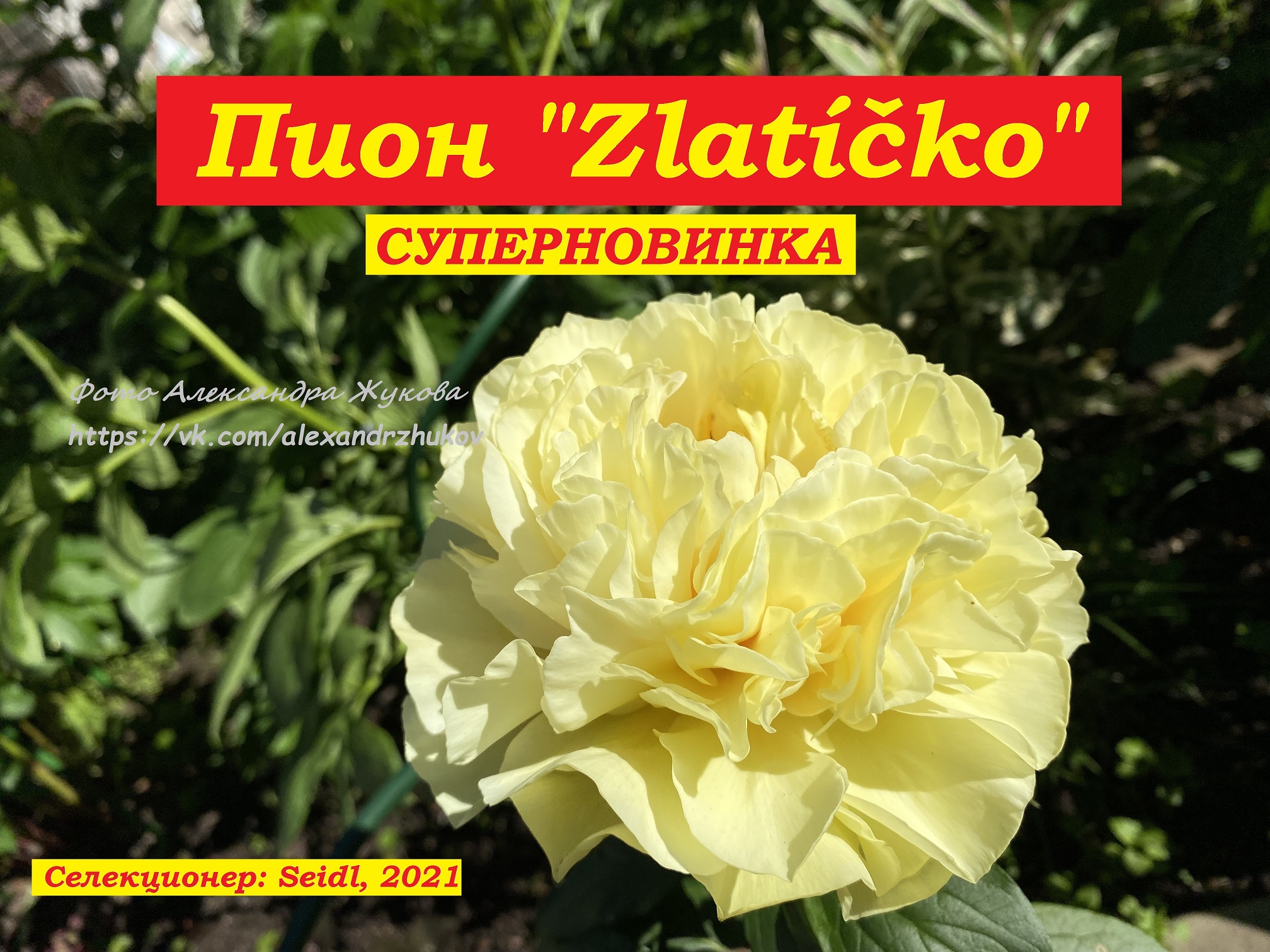 Пион Zlatíčko, суперновинка !!!