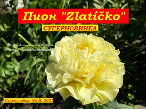 Пион Zlatíčko, суперновинка !!!