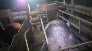 Близкородственное скрещивание.Жизнь в деревне. Замело. Свиньи, поросята.